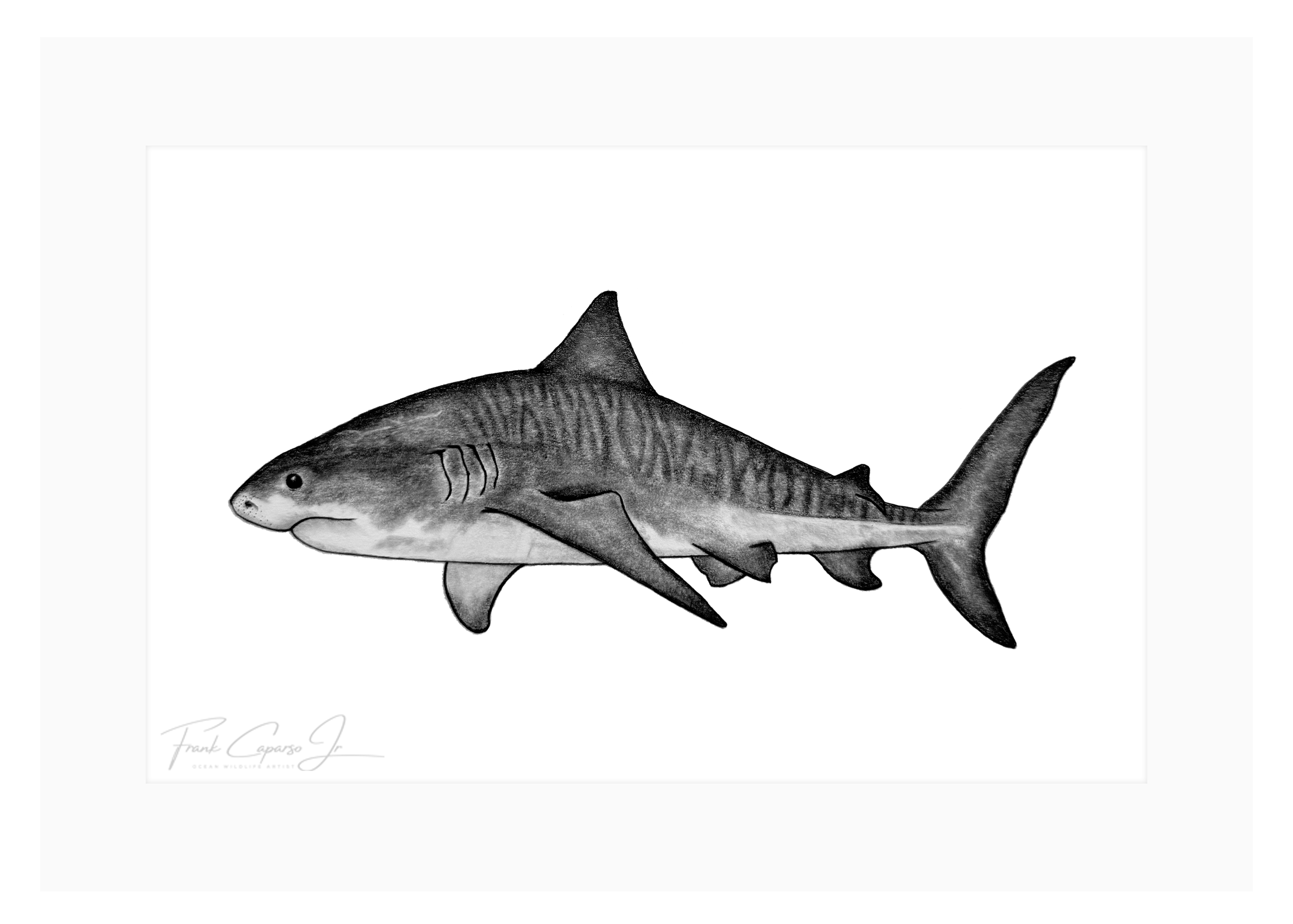 Tiger Shark Print 6 Product Image.png