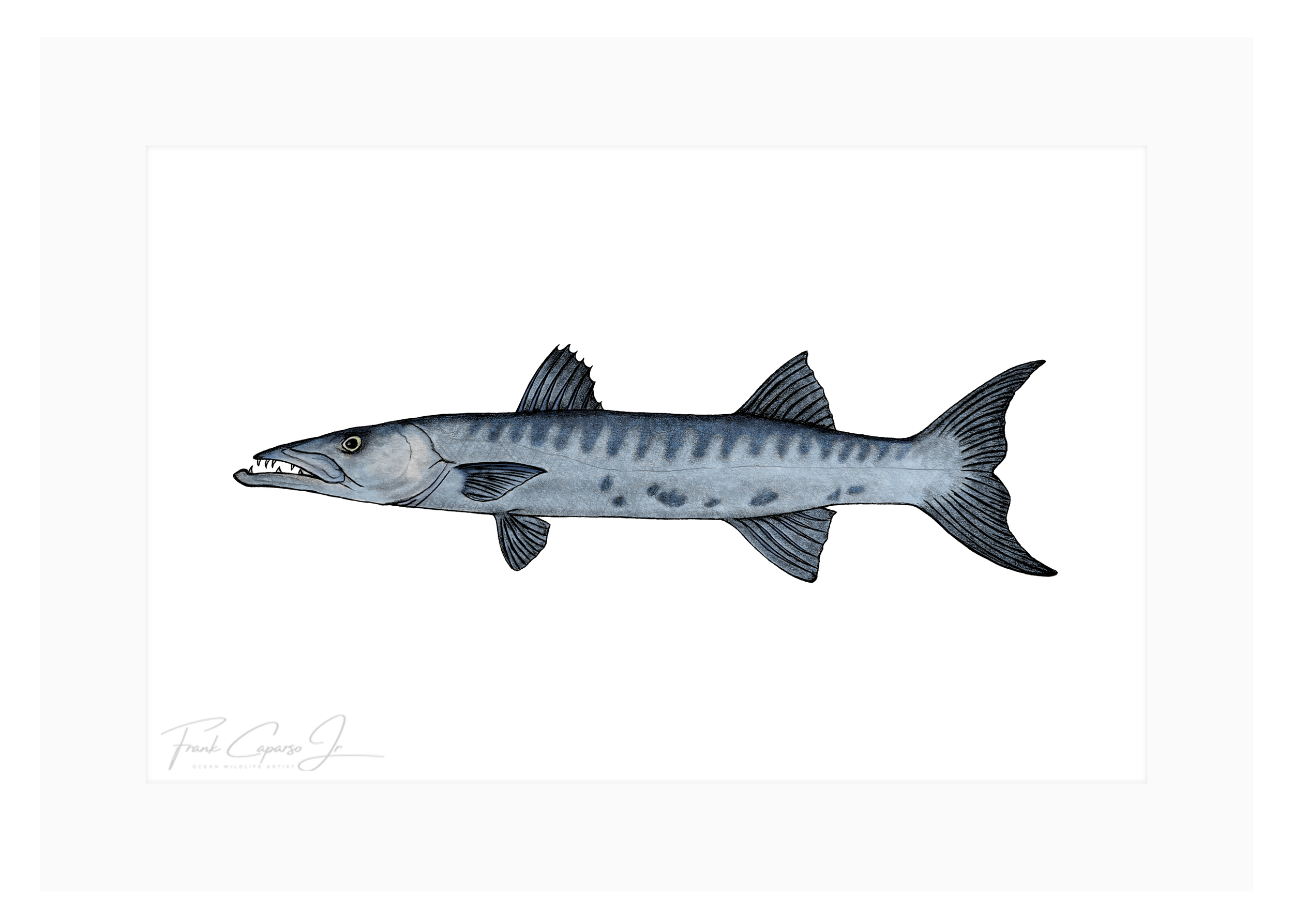 Barracuda Print 1 Product Image Colored.png