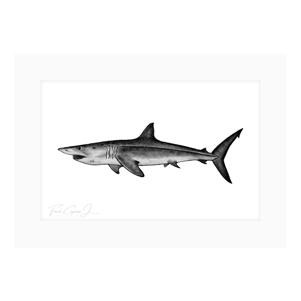 Mako Shark Drawing Print No. 1