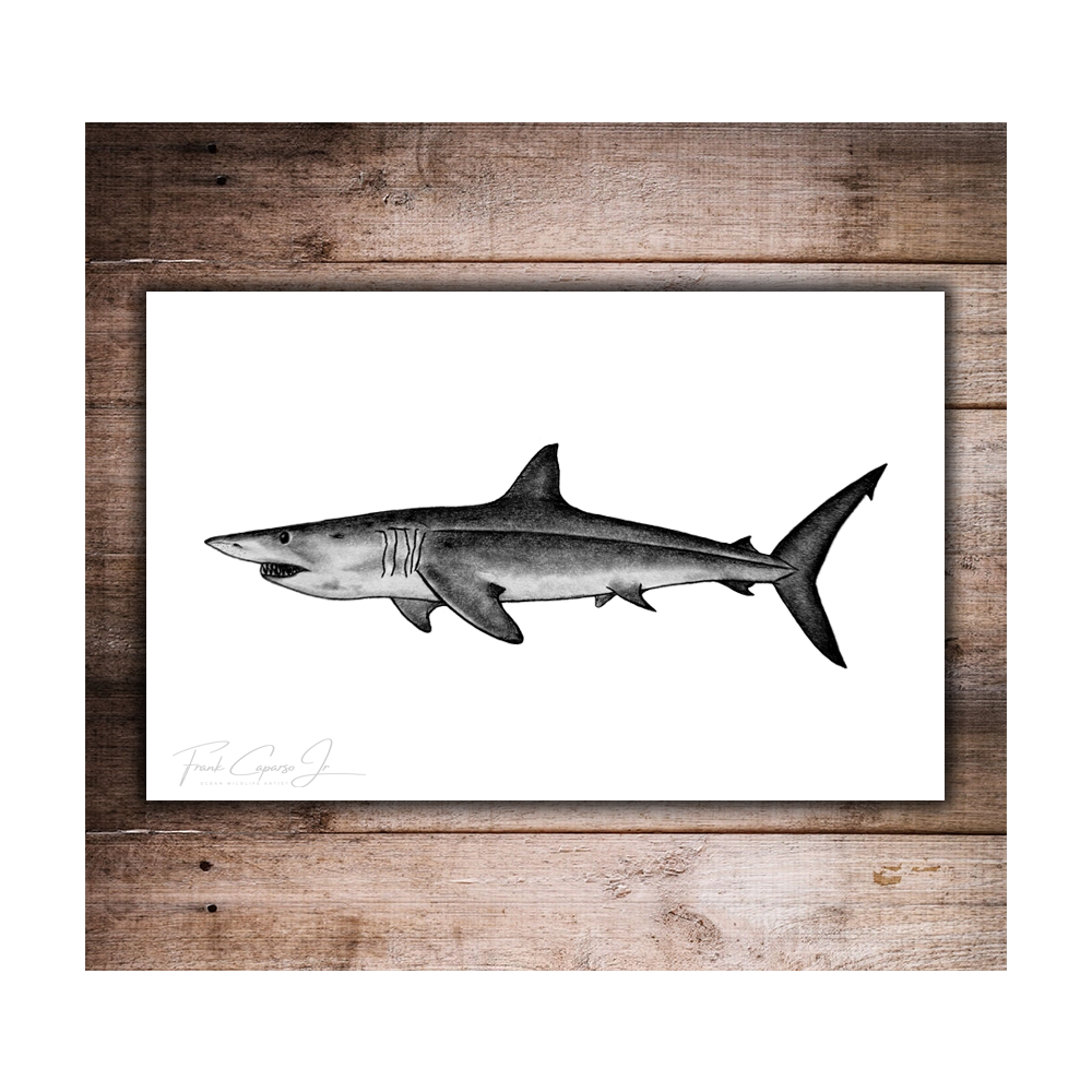 Mako Shark Print 1 Product Image With Wood 3.png
