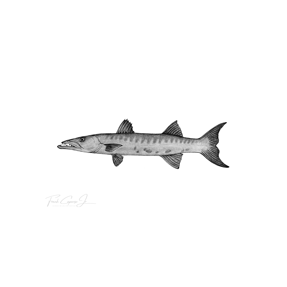 Barracuda Product Image.png