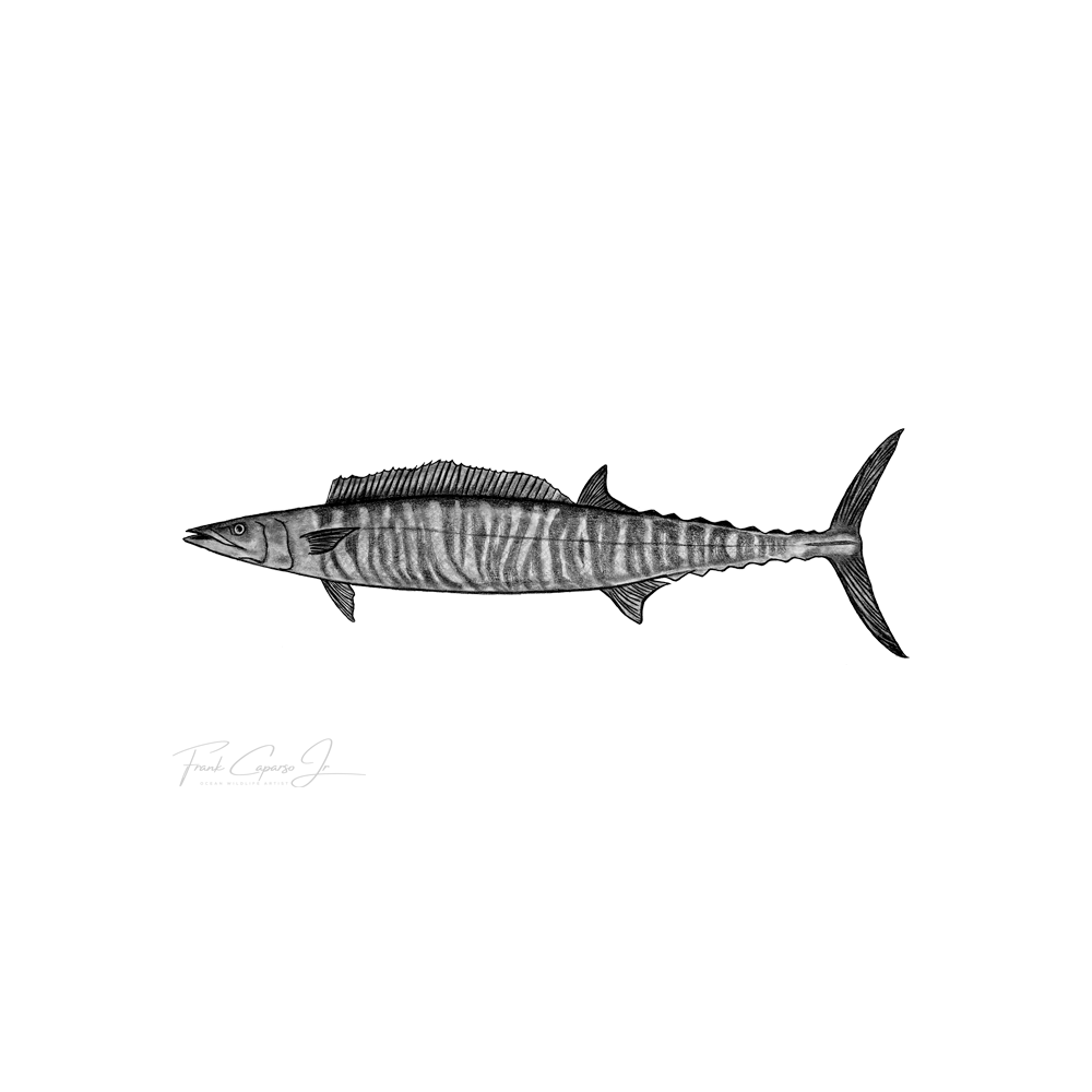 Wahoo Product Image.png