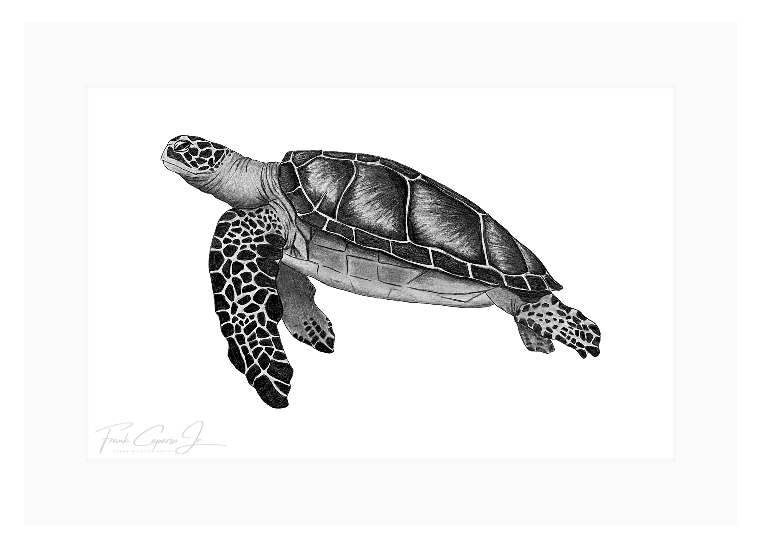 Sea Turtle Print 3 Product Image.png