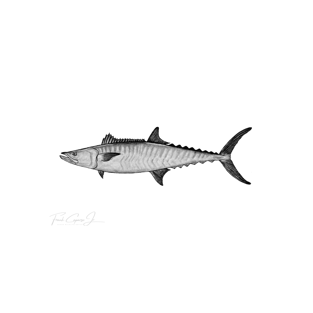 Mackerel Product Image.png