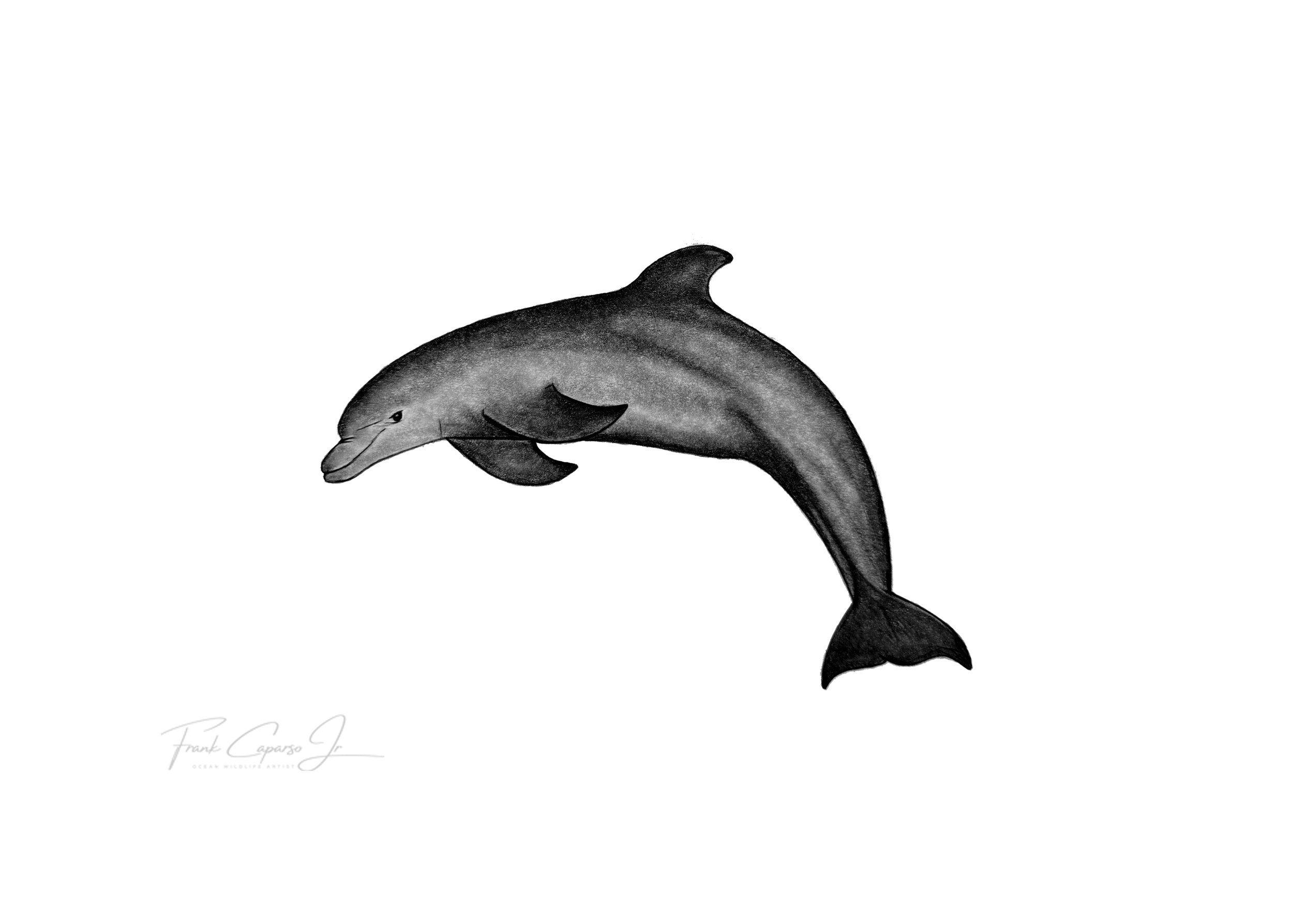 Dolphin Print 1 Product Image No Boarder.png