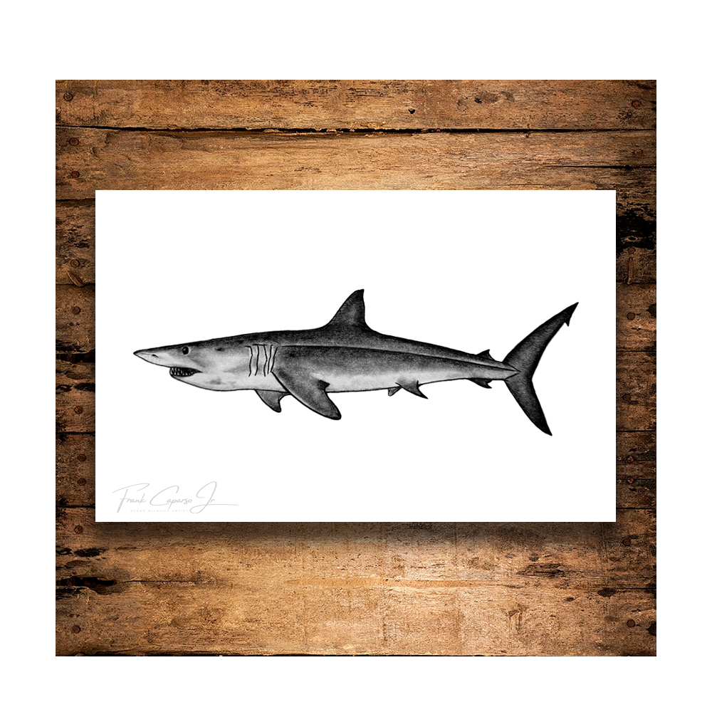 Mako Shark Print 1 Product Image With Wood Background.png