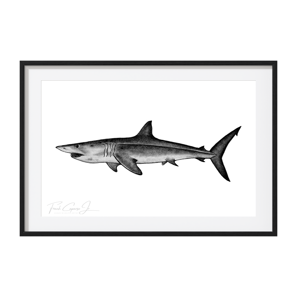 Mako Shark Print 1 Product Image Black Frame.png