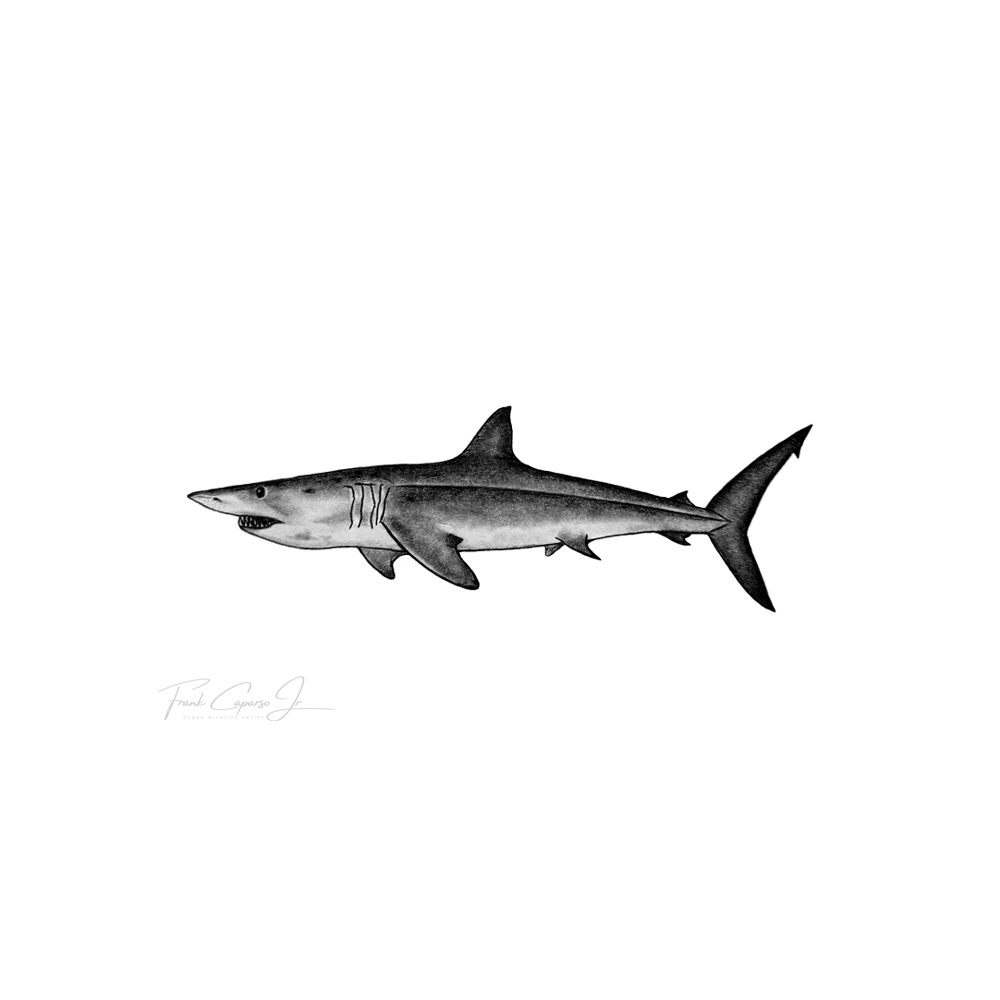 Mako Shark Print 1 Product Image.png
