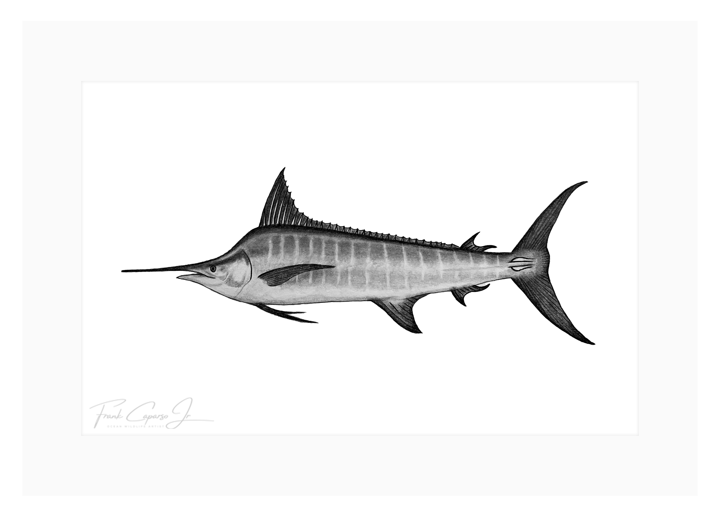Striped Marlin Print 1 Product Image.png