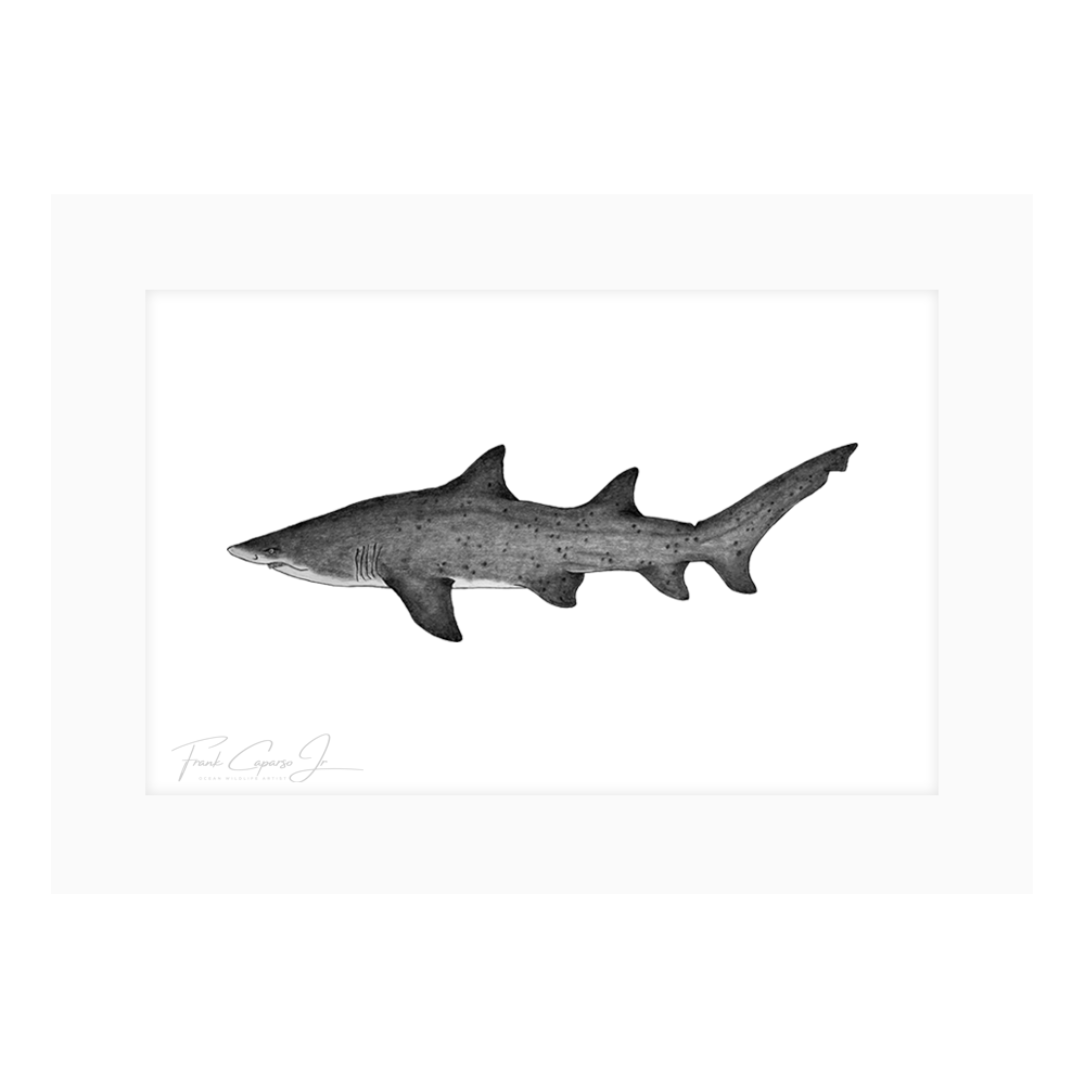 Sand Tiger Shark Drawing Print No. 1