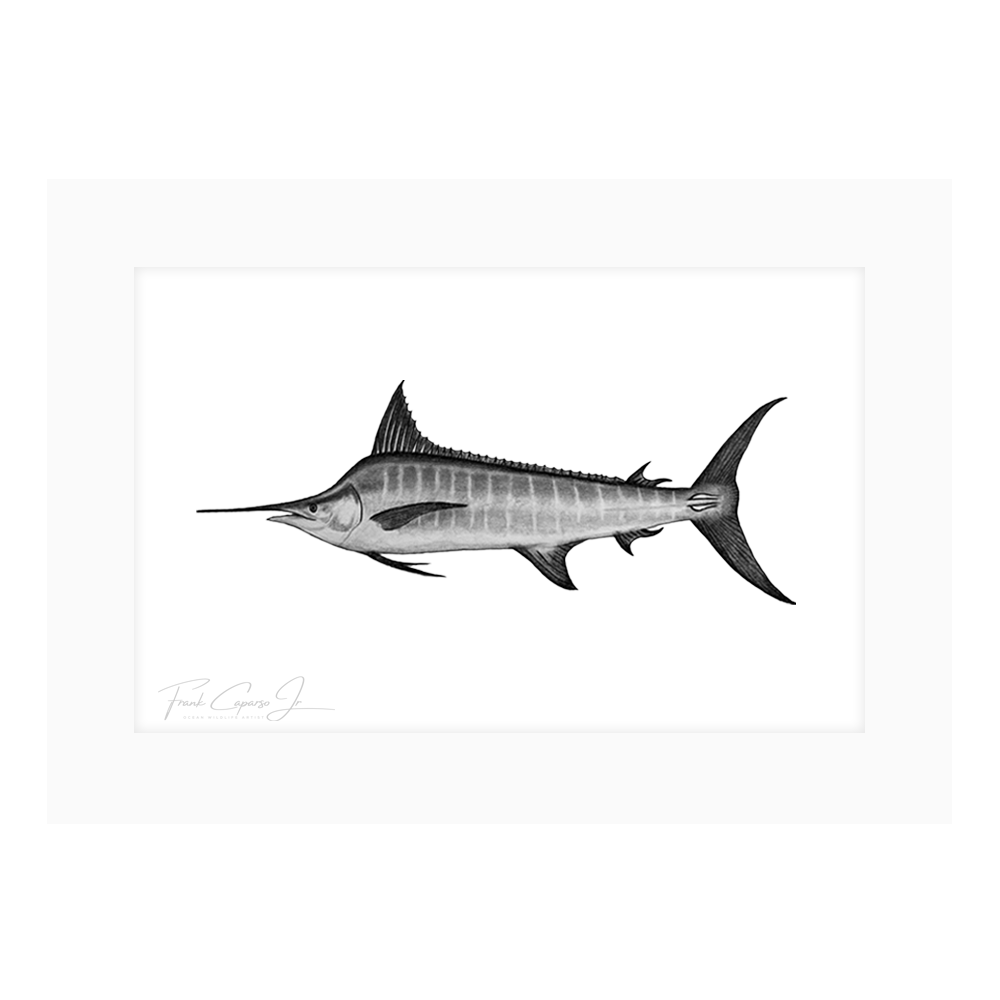 Striped Marlin Product Image With Border.png
