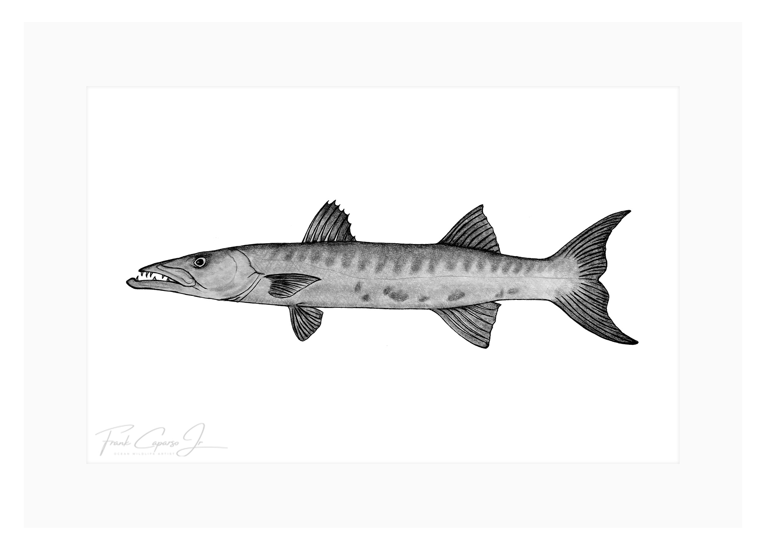 Barracuda Print 1 Product Image.png