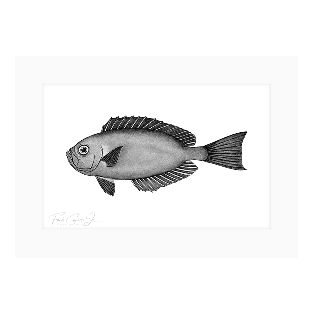 Priacanthus Meeki Product Image With Border.png