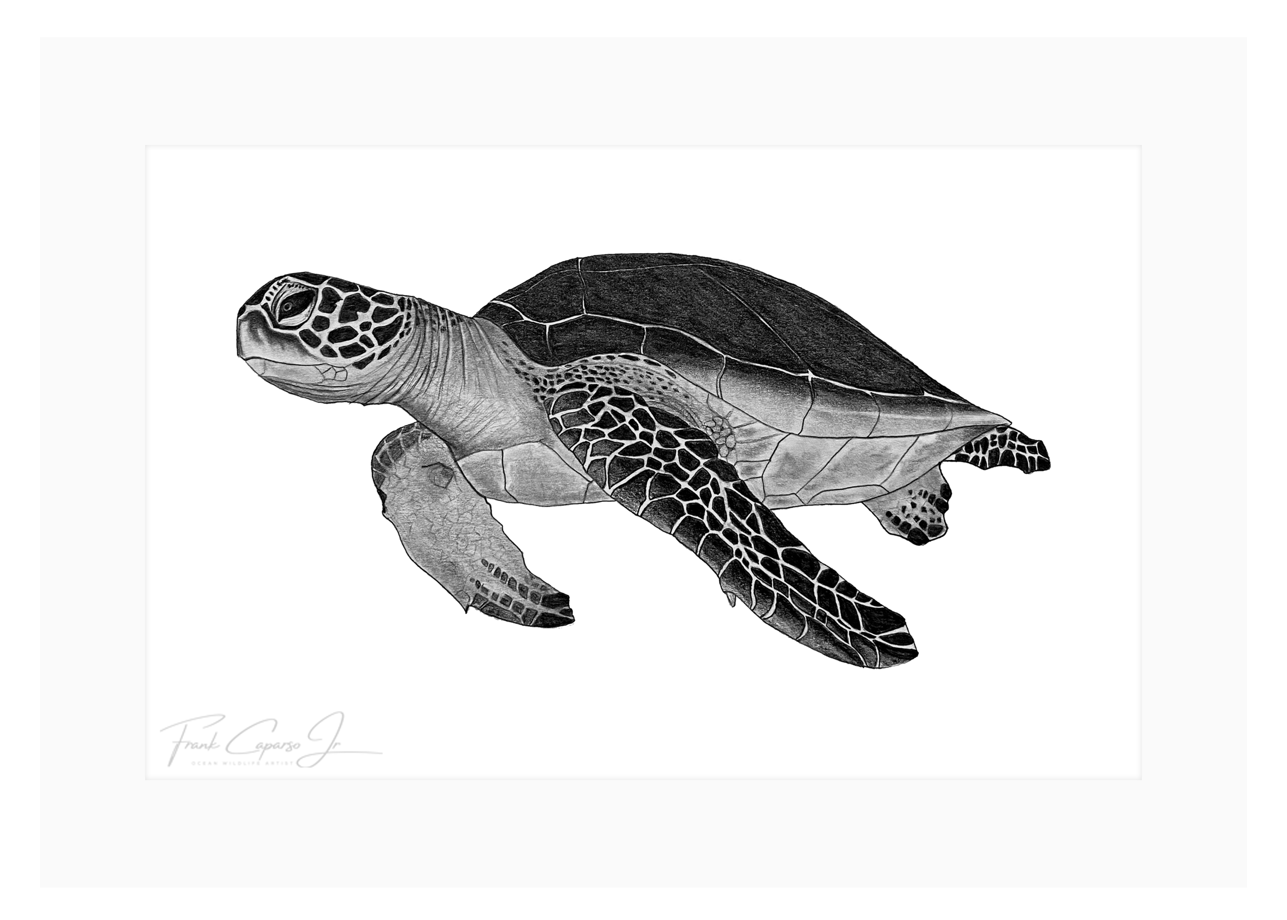 Sea Turtle Print 2 Product Image.png
