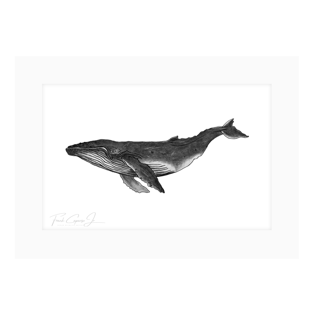 Humpback Whale Drawing Print No. 1