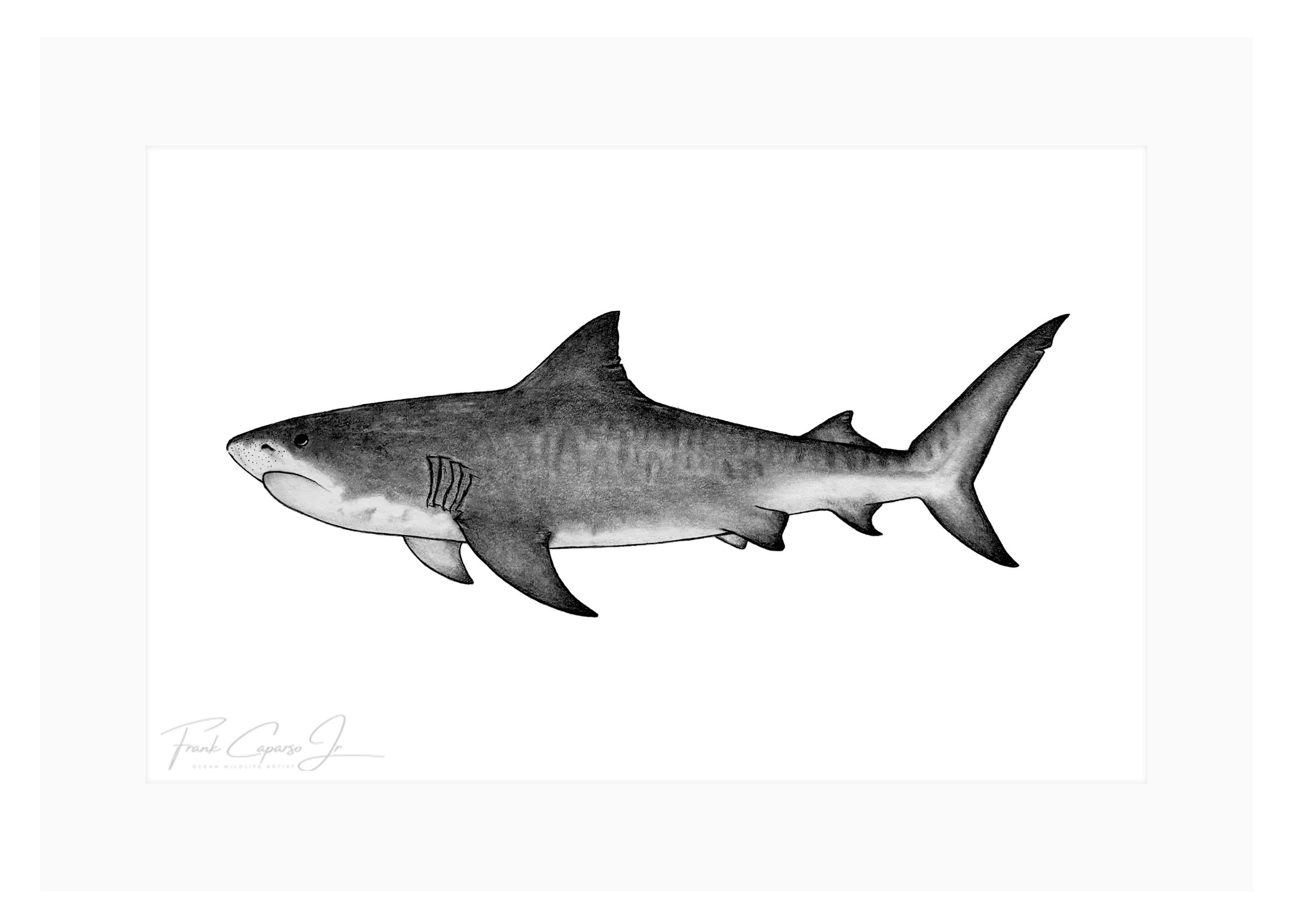 Tiger Shark Print 3 Product Image.png