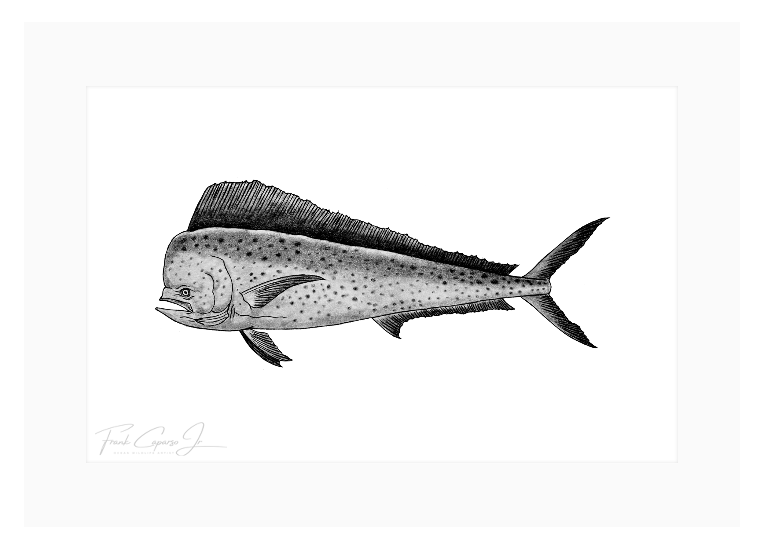 Mahi Mahi Product Image.png