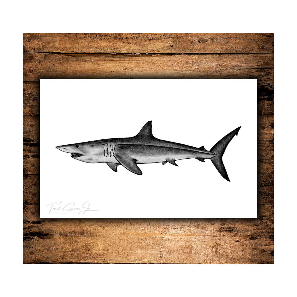 Mako Shark Print 1 Product Image With Wood 2.png