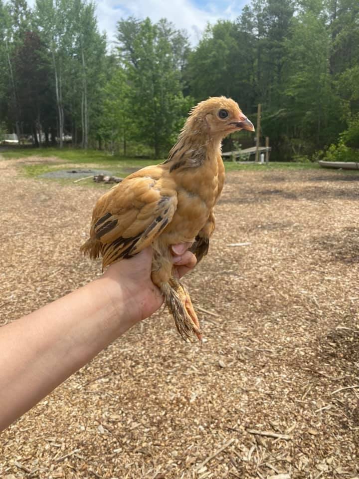 brahma pullet2.jpg