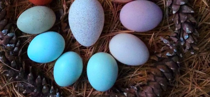 rainbow+pinecone+eggs.jpg