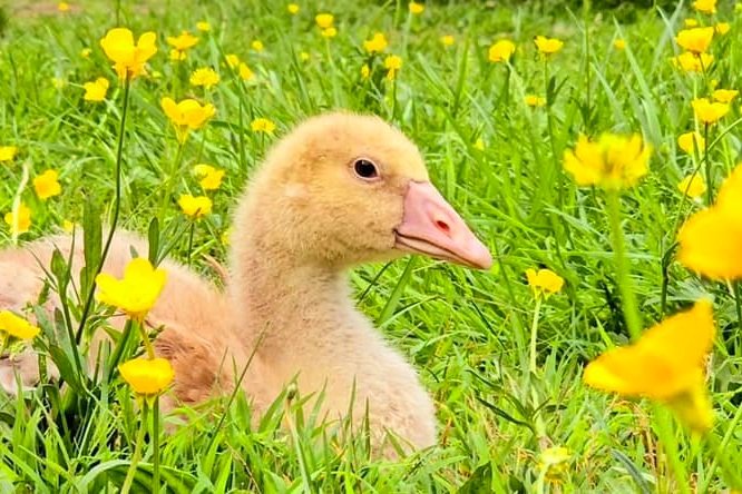 goslings+3.jpg