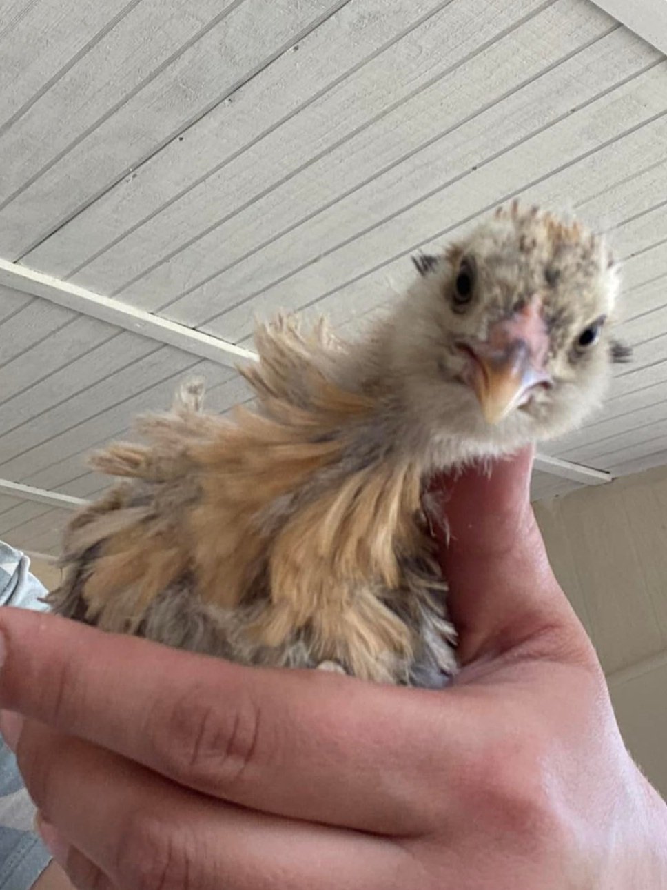 EE+pullet2.jpg