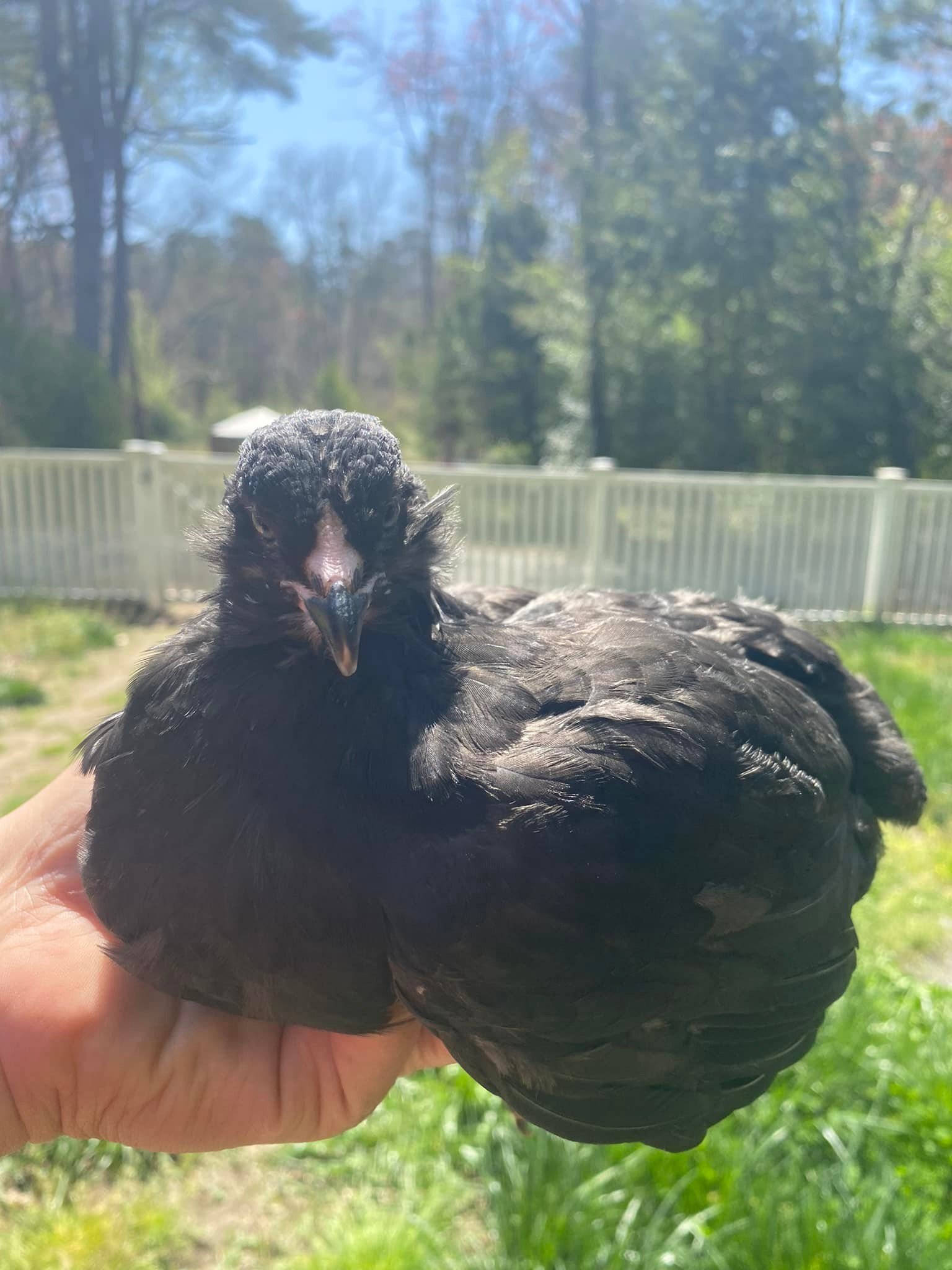 EE pullet.jpg