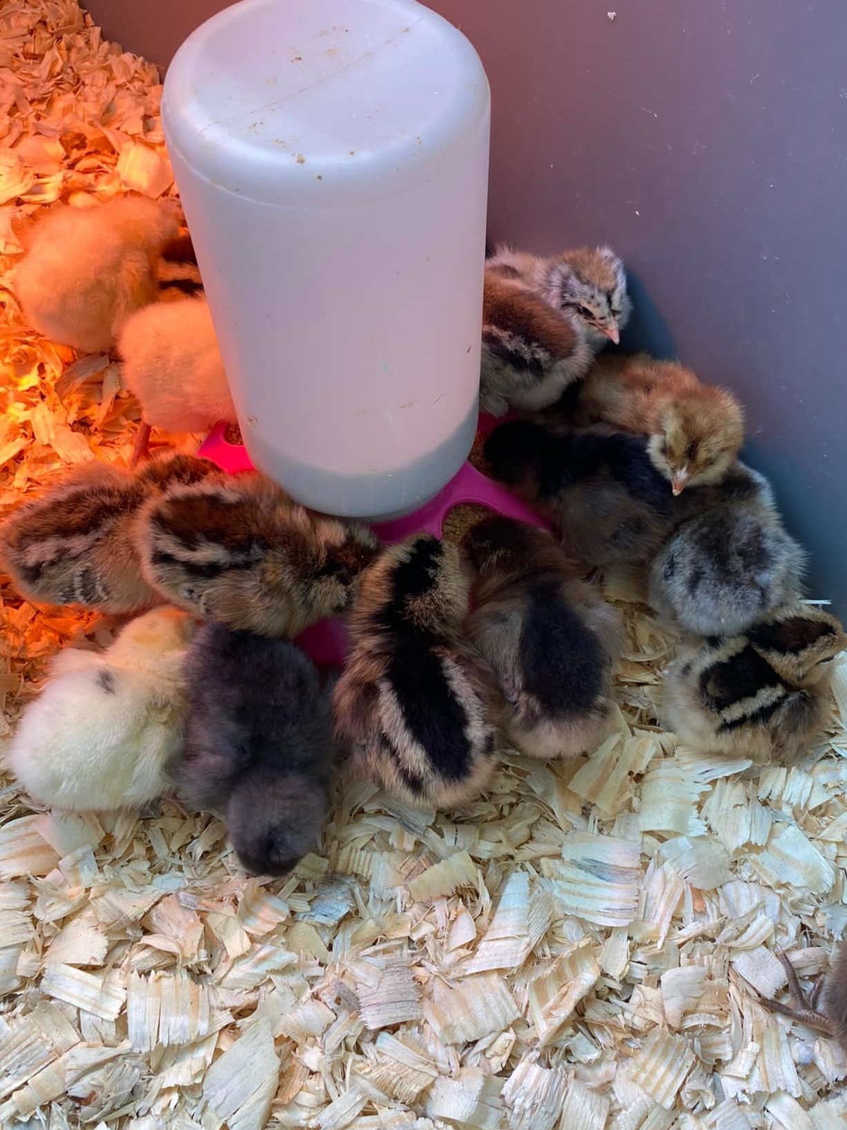 EE+chicks.jpg