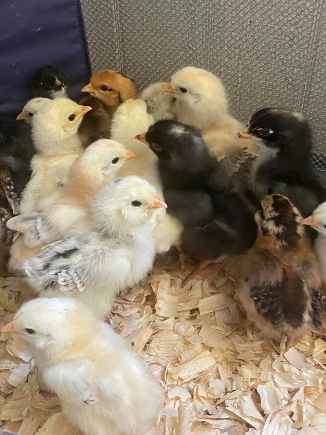mixed+chicks.jpg