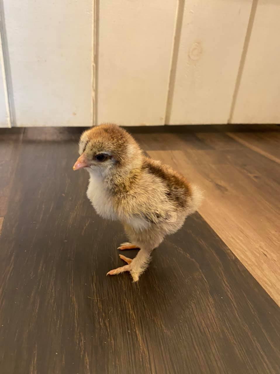 brahma chick2.jpg