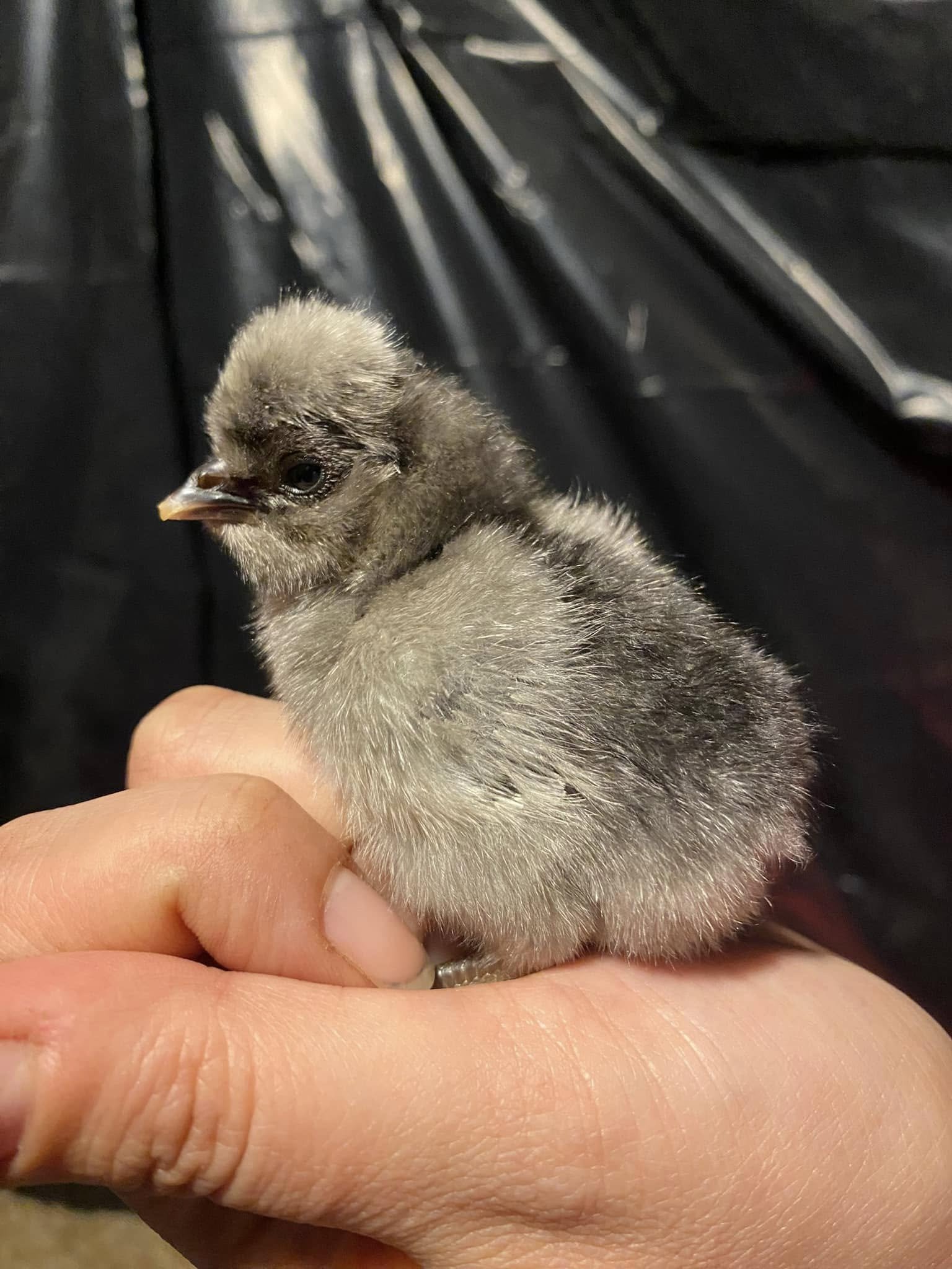 grey polish chick.jpg