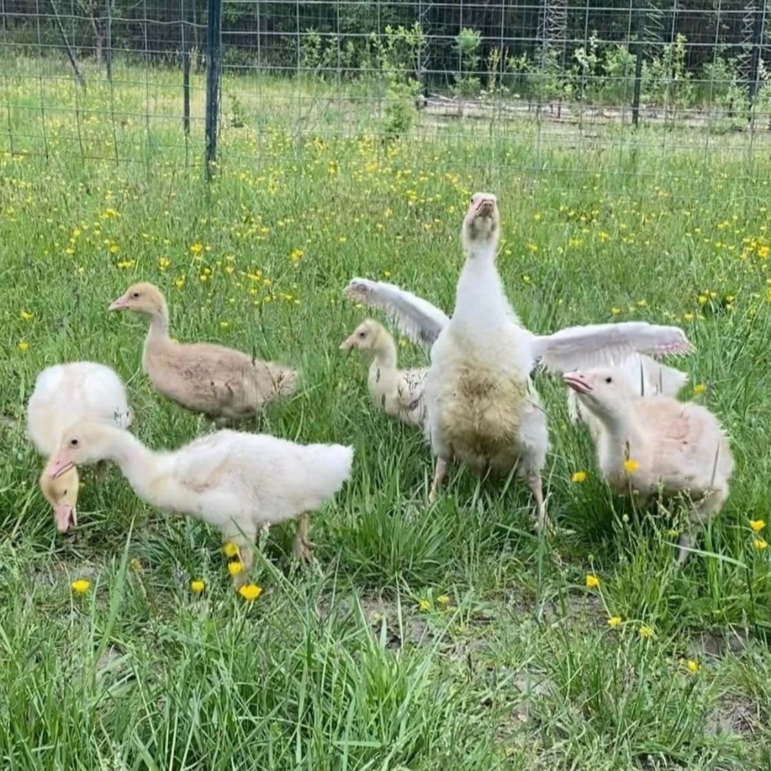goslings%2B2.jpg