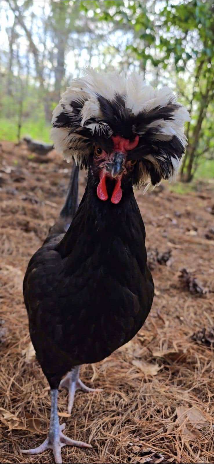 polish hen.jpg