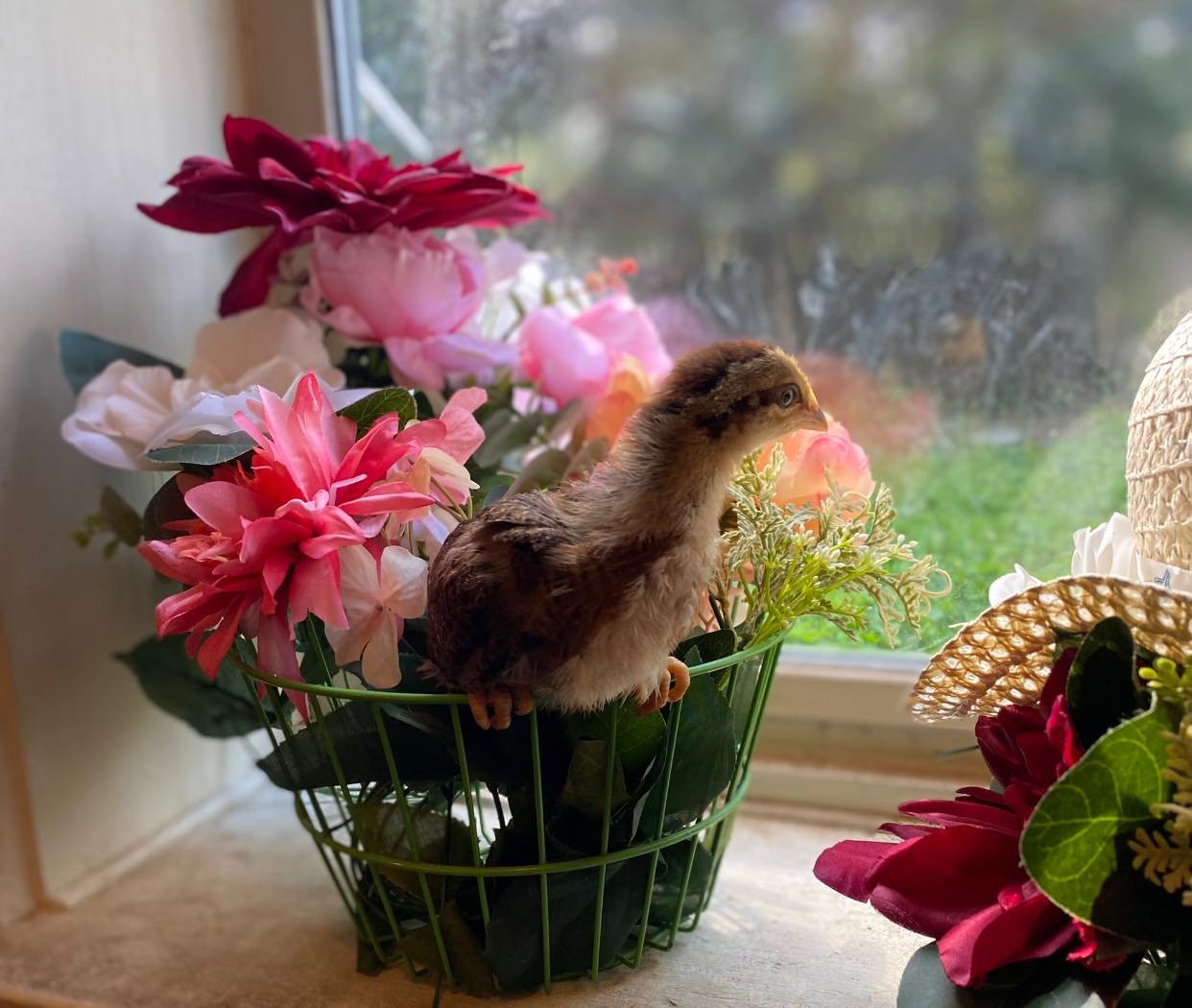 spring chick in basket with flowers.jpg