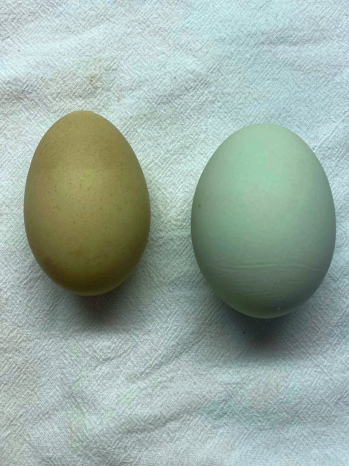 green%2Band%2Bblue%2Beggs.jpg