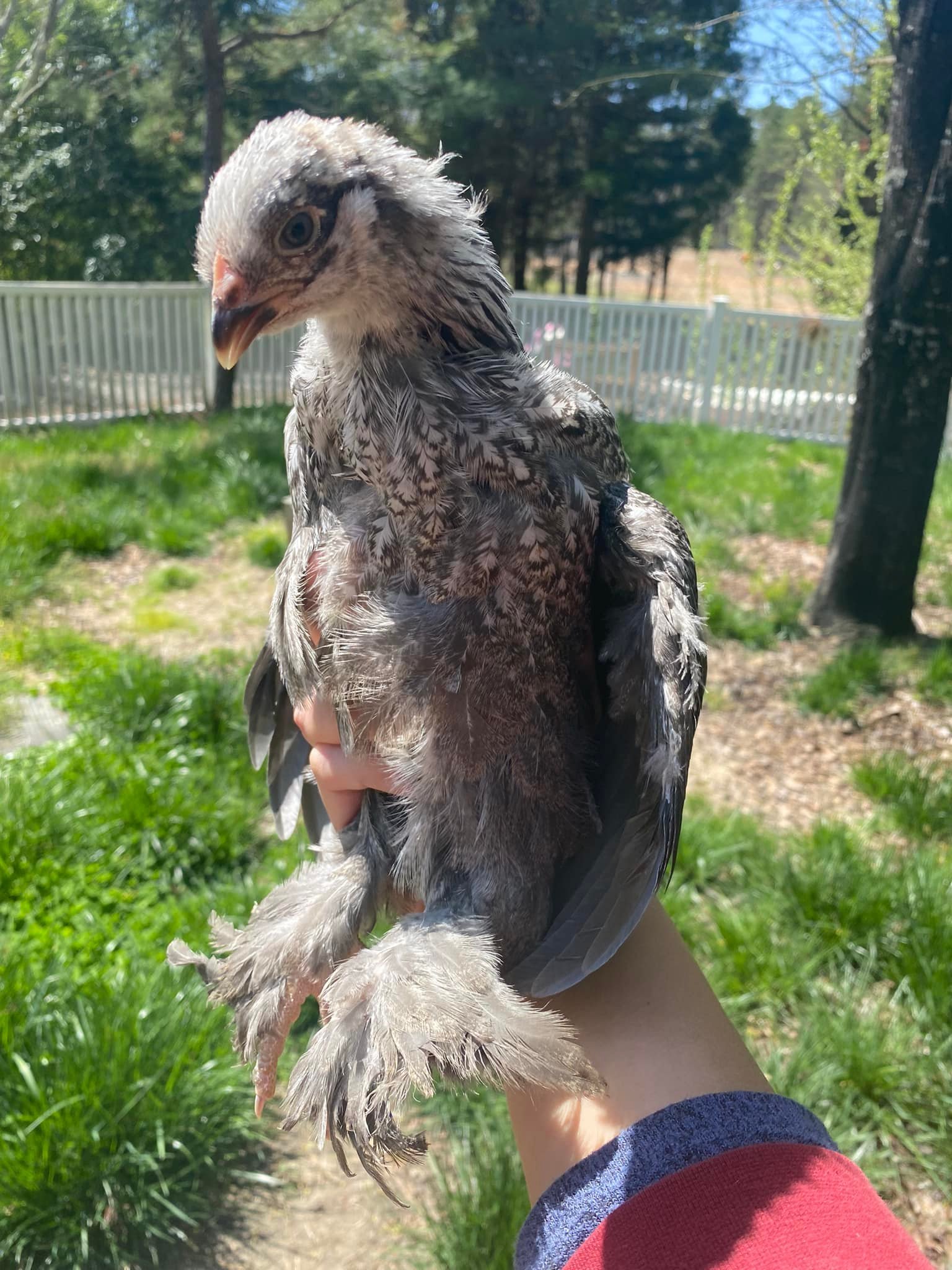 brahma pullet.jpg