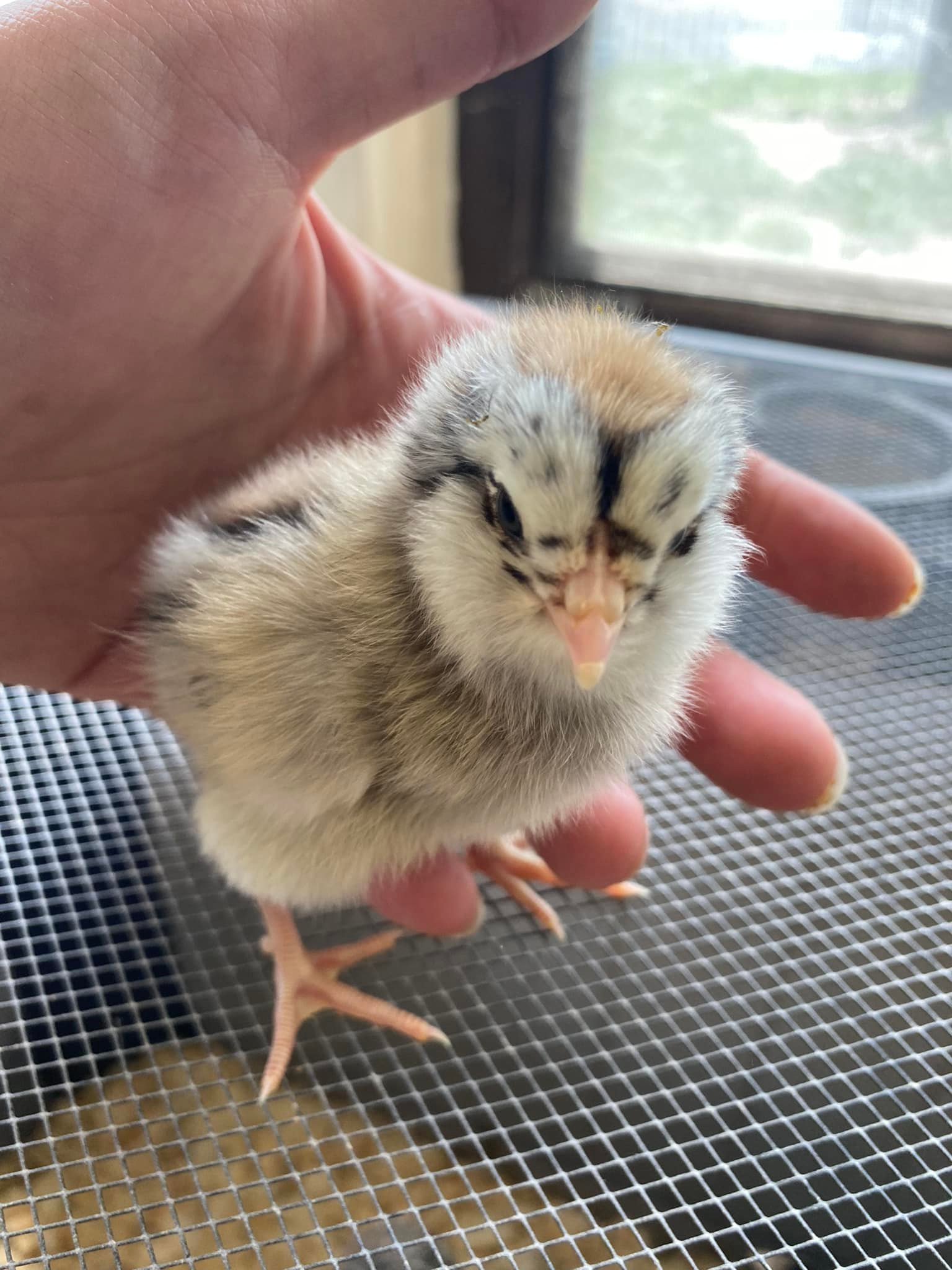 EE chick.jpg