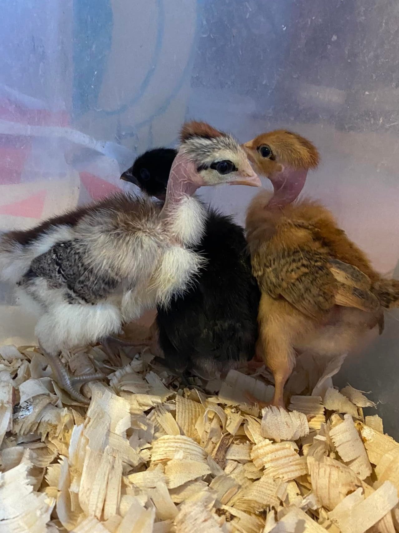 turken+chicks2.jpg