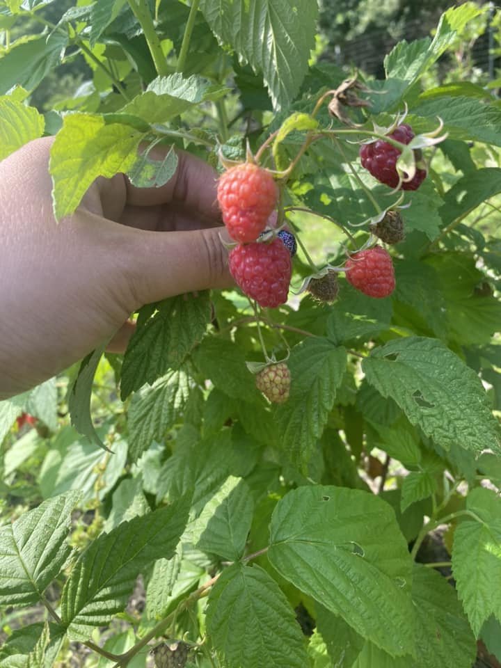 raspberries on bush.jpg