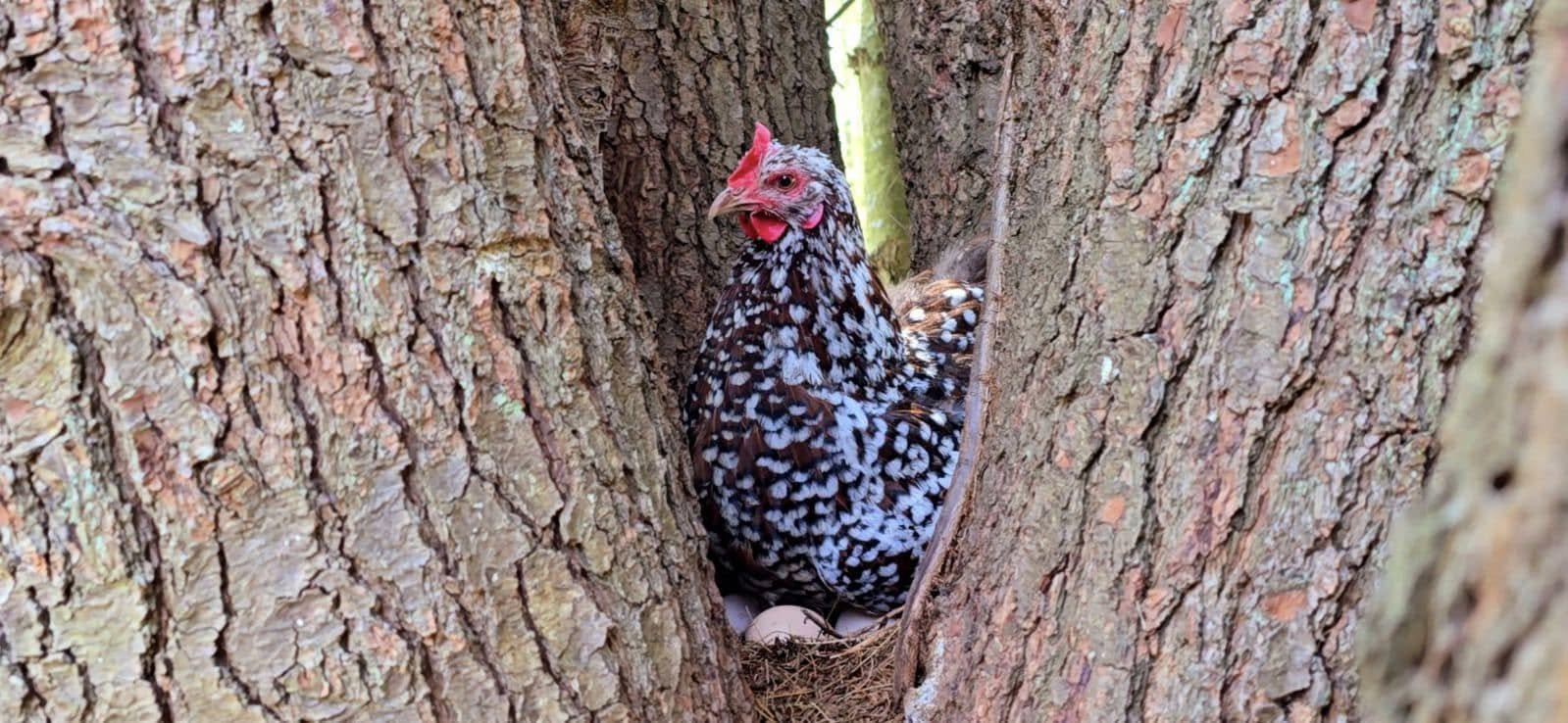 chicken in tree.jpg