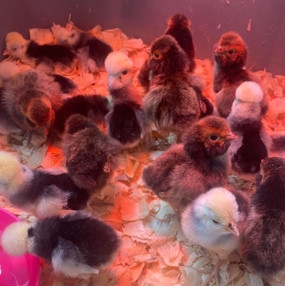 polish chicks.jpg