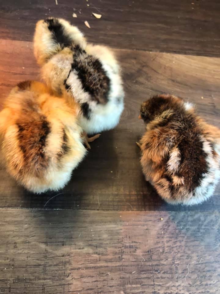 EE chicks2.jpg