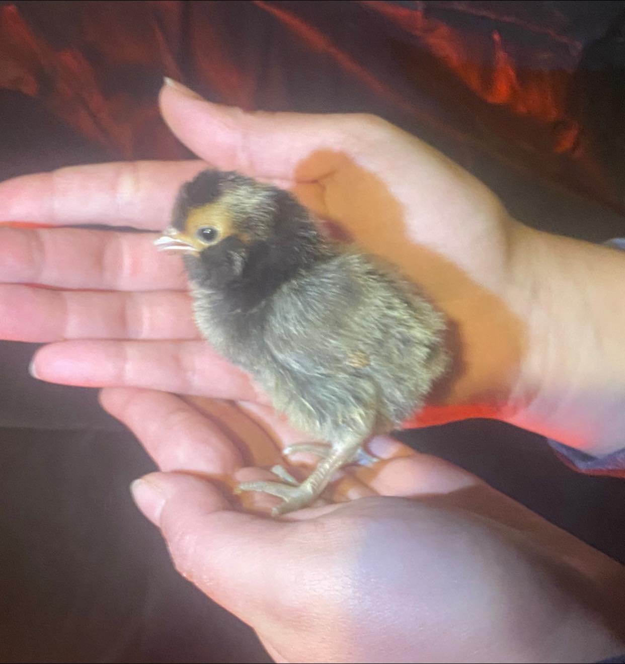 cream brabanter chick.jpg