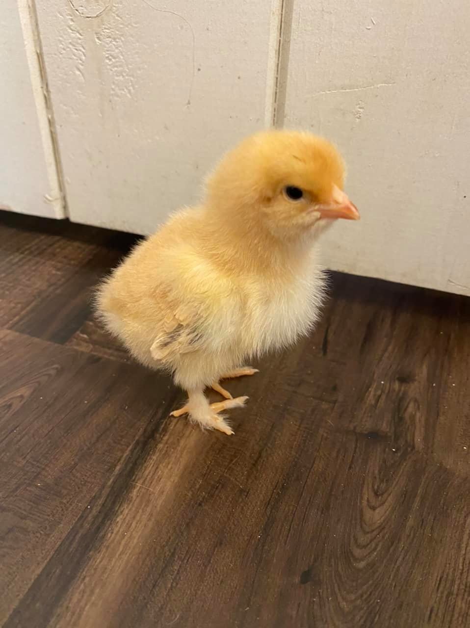 brahma chick.jpg