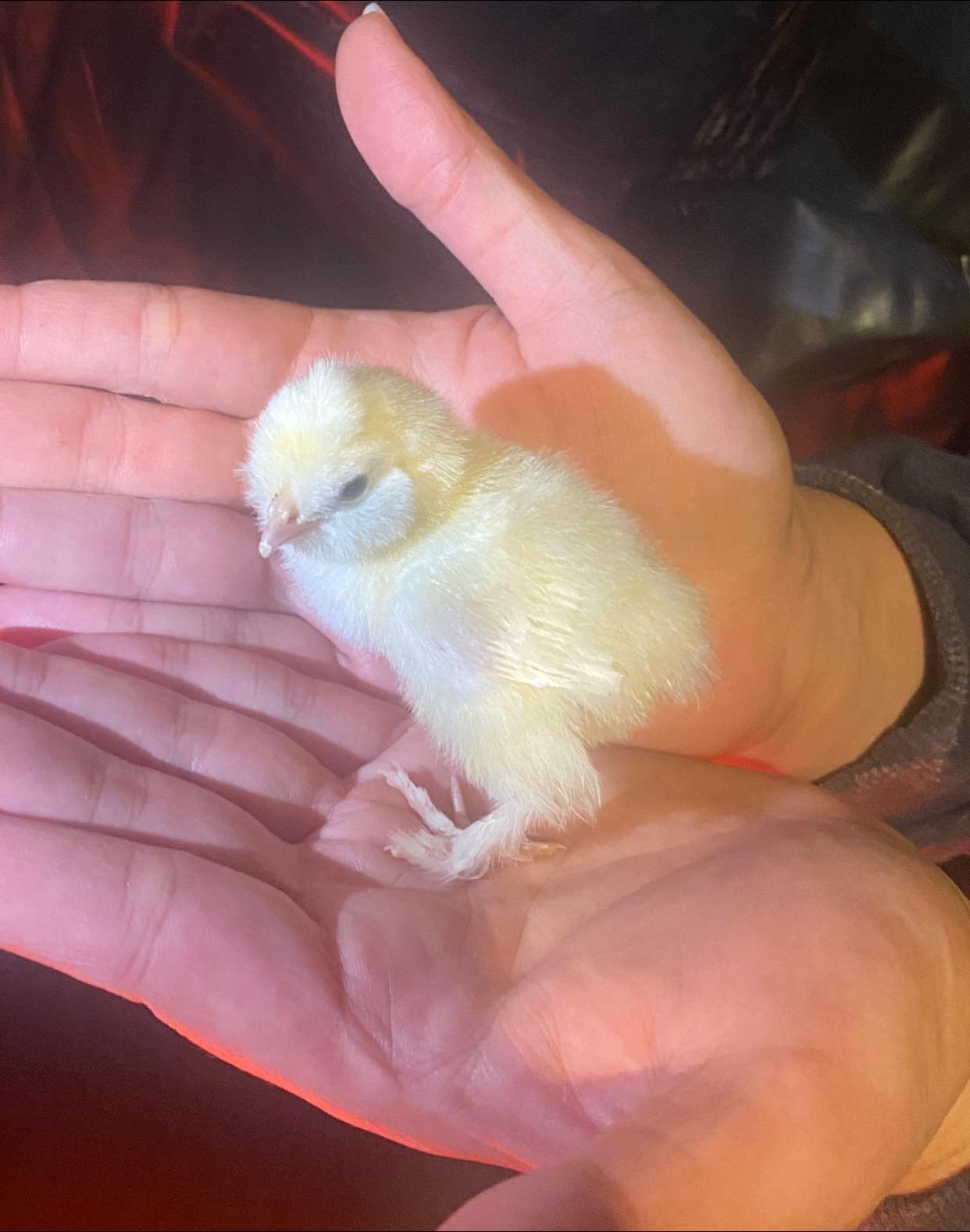 white sultan chick.jpg
