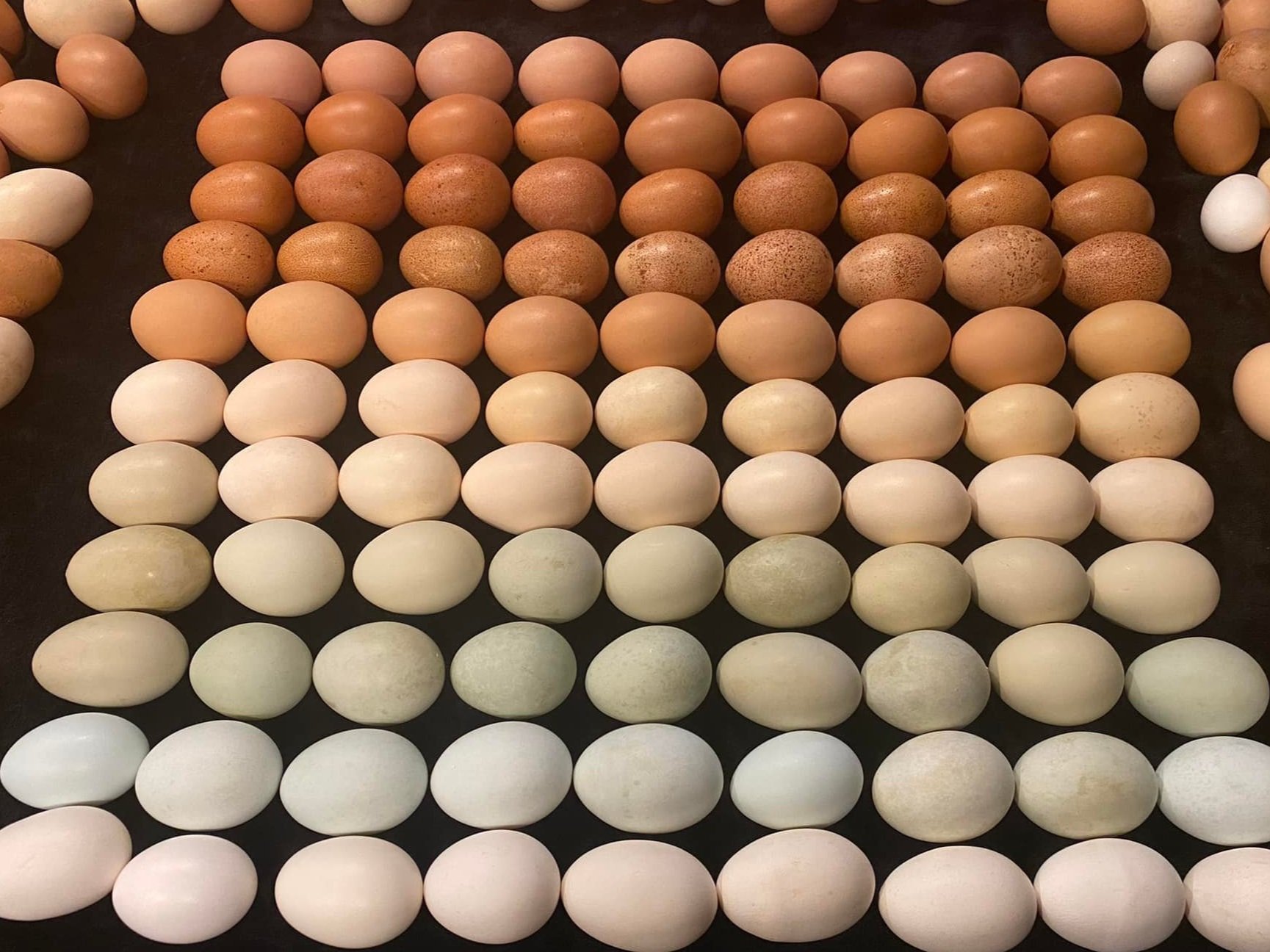 rainbow+eggs.jpg