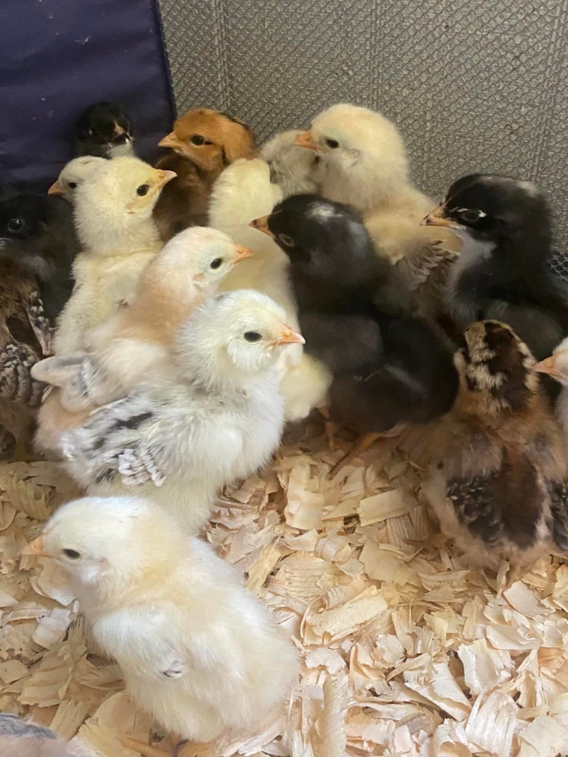 mixed+chicks.jpg