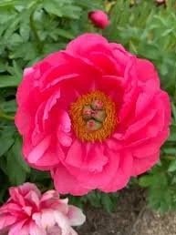 peony.jpg