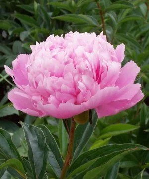 peony2.jpg