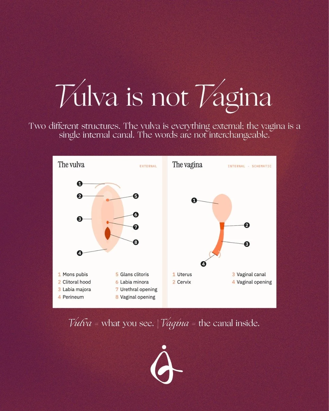 A small anatomy lesson that makes a BIG difference. 👏

The vulva and vagina are not the same thing, even though the words are often used interchangeably.

The vulva refers to the external anatomy you can see, while the vagina is the internal canal.
